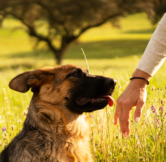 Cachorro de la VIgía en el campo