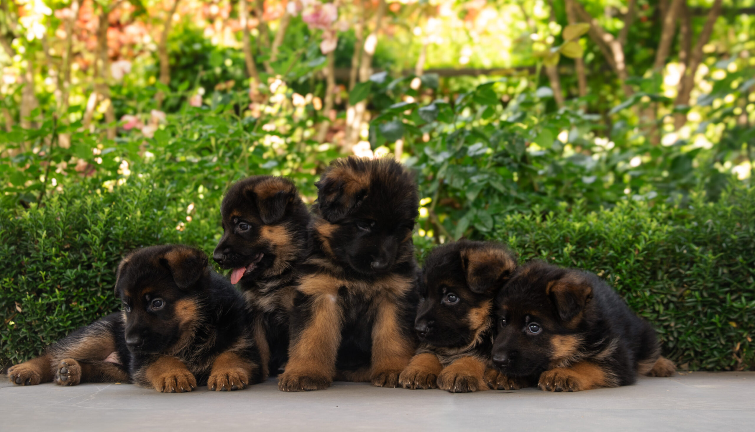 Cachorros de la Vigía en el jardín