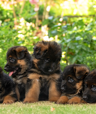 Cachorros de la Vigía en el jardín