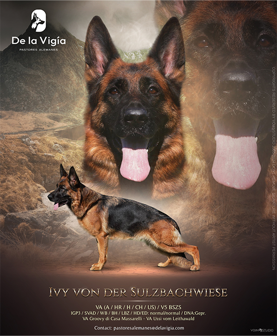 Cartel oficial Ivy von der Sulzbachwie