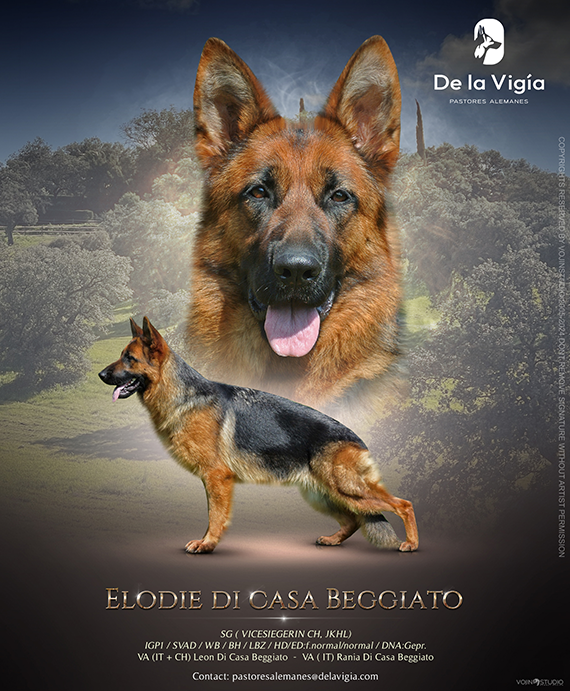 Cartrl oficial Elody di casa Beggiato jun 2024