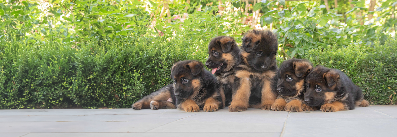 Cachorros de la Vigía jugando en el jardín