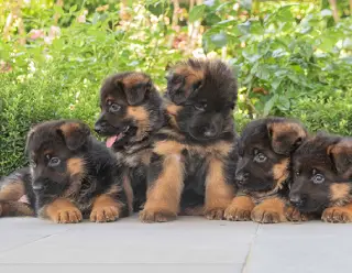 Cachorros de la Vigía jugando en el jardín